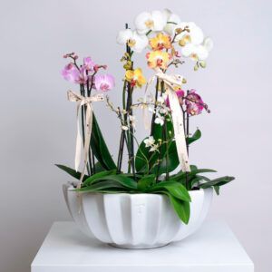 Jardín de Orquídeas